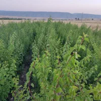 نهالستان زرنه