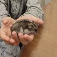 فروش آقای همستر و خانواده