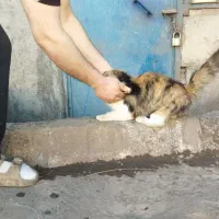 گربه پرشین قیمت 14