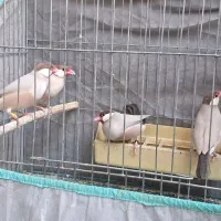۴ عدد نرگسی شکلاتی نر ۷ ماهه یک زبرا نر و اورنج نر
