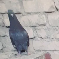 گمشده کفتر ماده