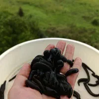 زالو صید گیلان