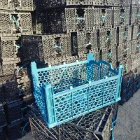 سبد زردآلو سیب گلاب گیلاس میوه