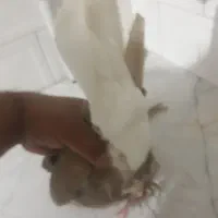 کبوتر دم سفید ماده