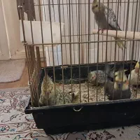 دوتا عروس هلندی مولد به همراه۳تاجوجه