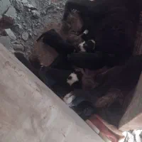 لاس قدرجونی