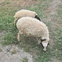 گوسفند