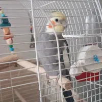 عروس هلندی نر آواز خوان