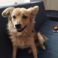 پامر روباهی تربیت شده|سگ|هشتگرد, شهرک بعثت|دیوار