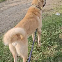 سگ پژدر واگذاری|سگ|چابکسر, |دیوار