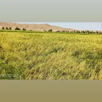 برنج هاشمی درجه یک دره رود قره‌داغ باعطروطعم|خوردنی و آشامیدنی|چهاردانگه (آذربایجان), |دیوار