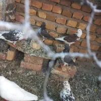 کفتر عالی|پرنده|بافت, |دیوار