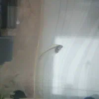 ماهی زیبای شیشه ای