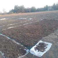 فخری درجه یک