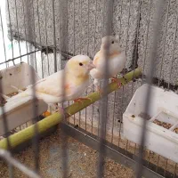 قناری موزائیکی نر و ماده|پرنده|مهاباد (آذربایجان غربی), |دیوار