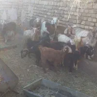 ۱۲ عدد بز کره داشتی|حیوانات مزرعه|رفسنجان, |دیوار
