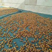 فروش عمده آلو بخارا