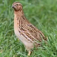 فروش بلدرچین