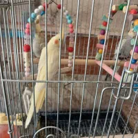 فروش انواع عروس هلندی دستی وسخنگو