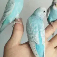 مرغ عشق پیدا کردم