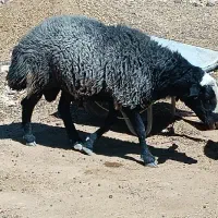 قوچ اصل شال