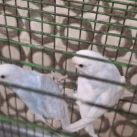 ۴ تا مرغ عشق