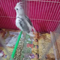 عروس هلندی وایت فیس