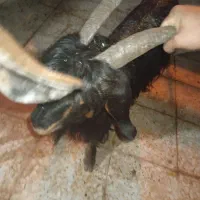 نرمیش بز|حیوانات مزرعه|مسجد سلیمان, |دیوار