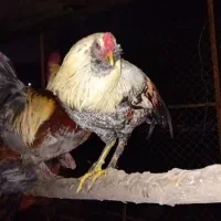 خروس محلی|حیوانات مزرعه|اطاقور, |دیوار