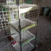 زردپلنگ جفتگاه|پرنده|کرمان, |دیوار