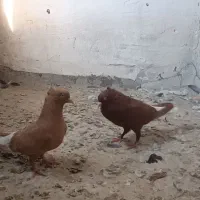 کفتر خوشگل رنگی