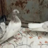 پرشی|پرنده|جیرفت, |دیوار