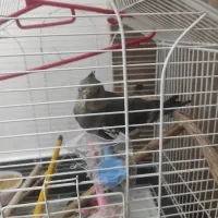 طوطی گمشده در مسکن مهر|حیوانات|بهبهان, |دیوار