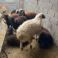 نر بره و بزغاله|حیوانات مزرعه|شاهرود, |دیوار