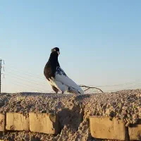 دو عدد رنگی نر|پرنده|اهواز, کوی طالقانی|دیوار