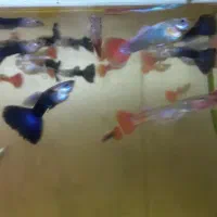 ماهی گپی کوپی مولدو بچه|ماهی|مشهد, امیر المومنین|دیوار