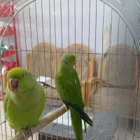 جفت مولد شاه طوطی ملنگو زیر قیمت|پرنده|لاهیجان, شیشه گران|دیوار