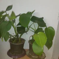 تعدادی گل آپارتمانی