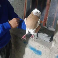 کبوتر طوقی|پرنده|سنندج, |دیوار