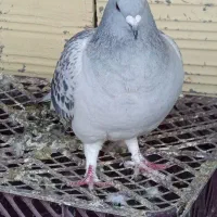 طوق قرمزکلایی