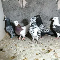 ساعت طرح کفتر معاوضه|ساعت|فردوس (خراسان), |دیوار