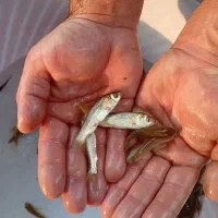 کپور و آمور|ماهی|اهر, |دیوار