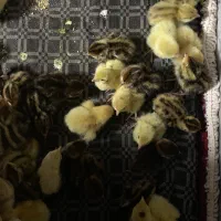 جوجه بلدرچین ۲ روزه