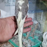 عروس هلندی - سرلاکی - دونخور - سخنگو|پرنده|اسلام‌شهر, شهرک مهدیه|دیوار