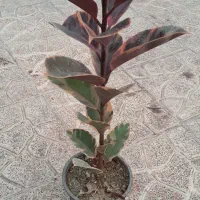 فیکوس بلک بزرگ|گل و گیاه طبیعی|فردیس, شهرک ارم|دیوار