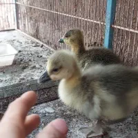 جوجه قوغاز نروماده