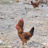 فروشی دونه ۵۰۰