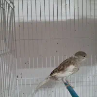 عروس هلندی  قناری مرغ عشق