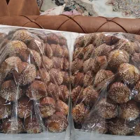 تولید کننده با کیفیت ترین کیک یزدی در ایران|خوردنی و آشامیدنی|تهران, والفجر|دیوار