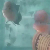 فلاور هورن رد دراگون|ماهی|بجنورد, |دیوار